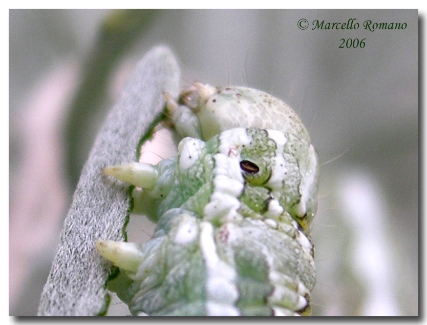 Un bruco di Cucullia sull'' Artemisia arborescens